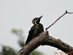 Dinopium benghalense