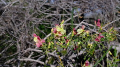 Lechenaultia linarioides