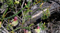 Lechenaultia linarioides