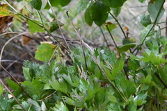 Anemonoides sylvestris