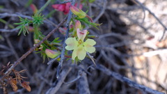 Lechenaultia linarioides