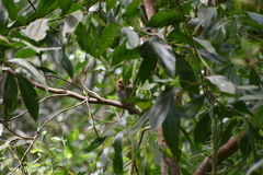 Glaucidium radiatum