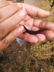 Ichthyosaura alpestris