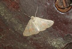 Adalbertia castiliaria