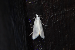 Scirpophaga nivella