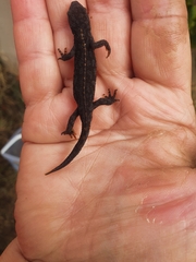 Ichthyosaura alpestris