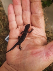 Ichthyosaura alpestris