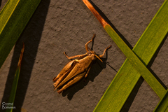 Catantopinae