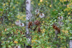 Clematis alpina sibirica