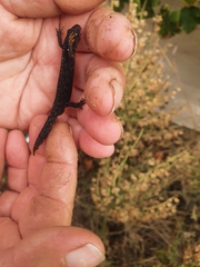 Ichthyosaura alpestris