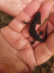 Ichthyosaura alpestris