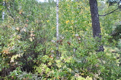 Clematis alpina sibirica