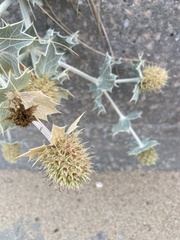 Eryngium maritimum