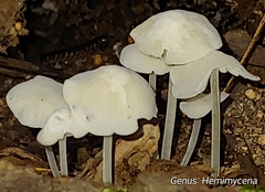 Hemimycena