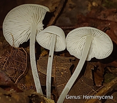 Hemimycena