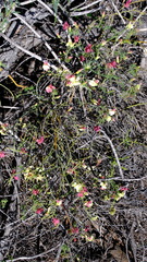 Lechenaultia linarioides