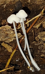 Hemimycena