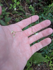 Euphorbia pubentissima