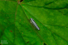 Poecilocarda cosmopolita
