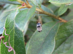 Campopleginae