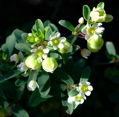 Phyllanthus calycinus