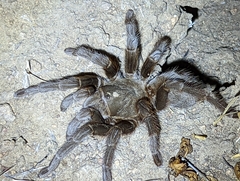 Aphonopelma eutylenum
