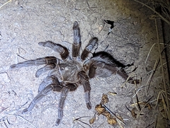 Aphonopelma eutylenum