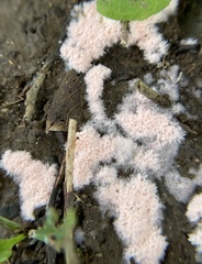 Fungi