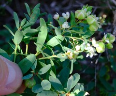 Phyllanthus calycinus
