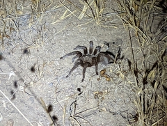 Aphonopelma eutylenum