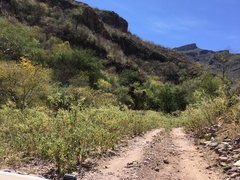 Ambrosia ambrosioides