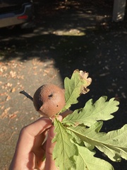 Andricus quercustozae