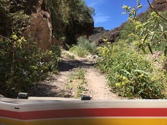 Ambrosia ambrosioides