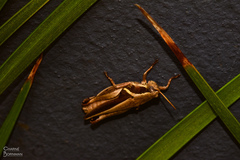 Catantopinae