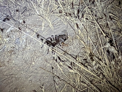 Aphonopelma eutylenum