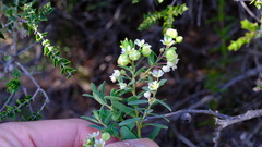 Phyllanthus calycinus