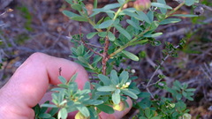 Phyllanthus calycinus