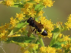 Cerceris rybyensis