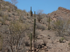 Pachycereus pringlei