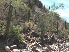 Pachycereus pringlei