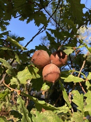 Andricus quercustozae