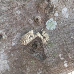 Microgastrinae
