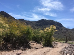 Vachellia brandegeana
