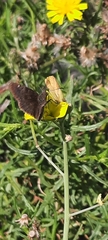 Erynnis tages