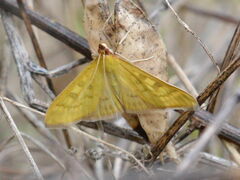 Mecyna flavalis
