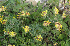 Anthyllis vulneraria