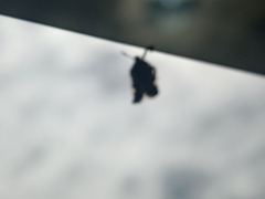 Elasmoscelis perforata