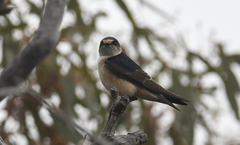 Petrochelidon nigricans