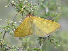 Mecyna flavalis