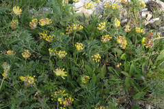 Anthyllis vulneraria